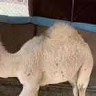 لباني ارباع