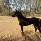 خيل شعبي