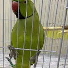 ببغاء