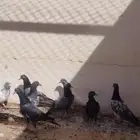 البيع حمام على السوم