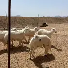 حري ذبايح مناسبات زواج ذبائح ضيوف بااقل الاسعار شي نظيف