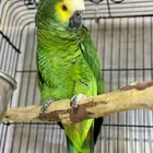 بلوفرنتد امازون