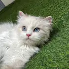 قطط