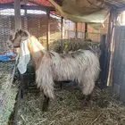 فواخر الماعز