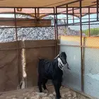 تيس عارضي مشروع فحل صنف الصنف