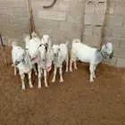 ( تم البيع ) جفار ضرايب صنف
