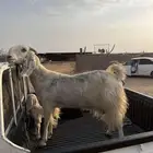 عنز والد