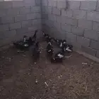 بط ذكر