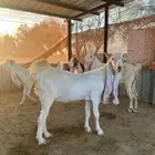 معزا مطورات دفيع( مضاريع) ومقرعات