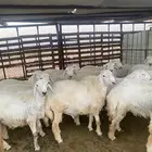 للبيع خرفان حريات - الرس