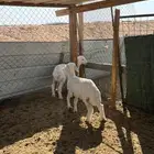 هرفا حري ذبايح