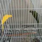 جوز دره