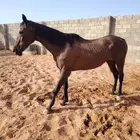 خيل
