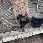 دجاج براهما