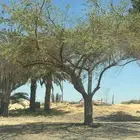 شجرة سدره