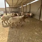 غنم أنعيم دفيع اللبييع
