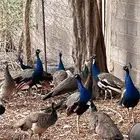 طأووس لبيع طواويس
