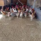 دجاج بياض شي فاخر من الاخر