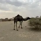للبيع بكره