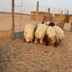 5 رخال نعيم