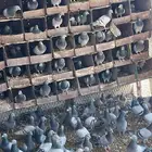 حمام فرنسي سلفر وابيض شبب سوبر جامبو