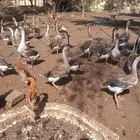 وز عراقي بيور دن صافي