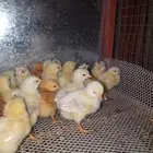 صيصان لوهمان وصيصان بلدي فواتح