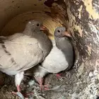 زغليل سلفر وفرنسي