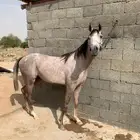 حصان للبيع