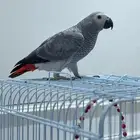 ببغاء كاسكو افريقي