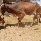 بقر بلدي للبيع شي نضيف وعلى الشرط