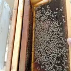 130 خلية نحل بلدي )(96 خلية حديثة افرنجي)