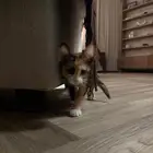 قط للتبني عمرها 3 شهور