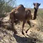 ناقة سديس صفراء معها بكره