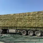 برسيم ميقوع