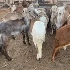 سواكن مرابي طليان