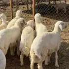 طليان حريه فواخر