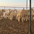 للبيع غنم حريه العدد حول 50