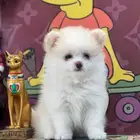 جراوي بومرينيان للبيع