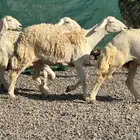 ضان حريات حرش درجة أولى