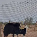 نجديه حدره رخله