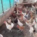 دجاج بلدي بياض