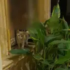 قط بلدي للتبني