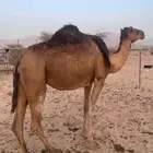 لقحات حمرر. تم البيع