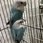 جوز. روز