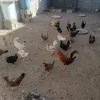 دجاج بلدي