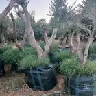 زيتون معمر