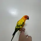 صن كنيور اليف وهدد مزاجي