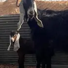 عنز عارضيه تحتها تبس