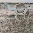 بكره